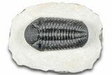 Prone Pedinopariops Trilobite - Mrakib, Morocco #287717-2